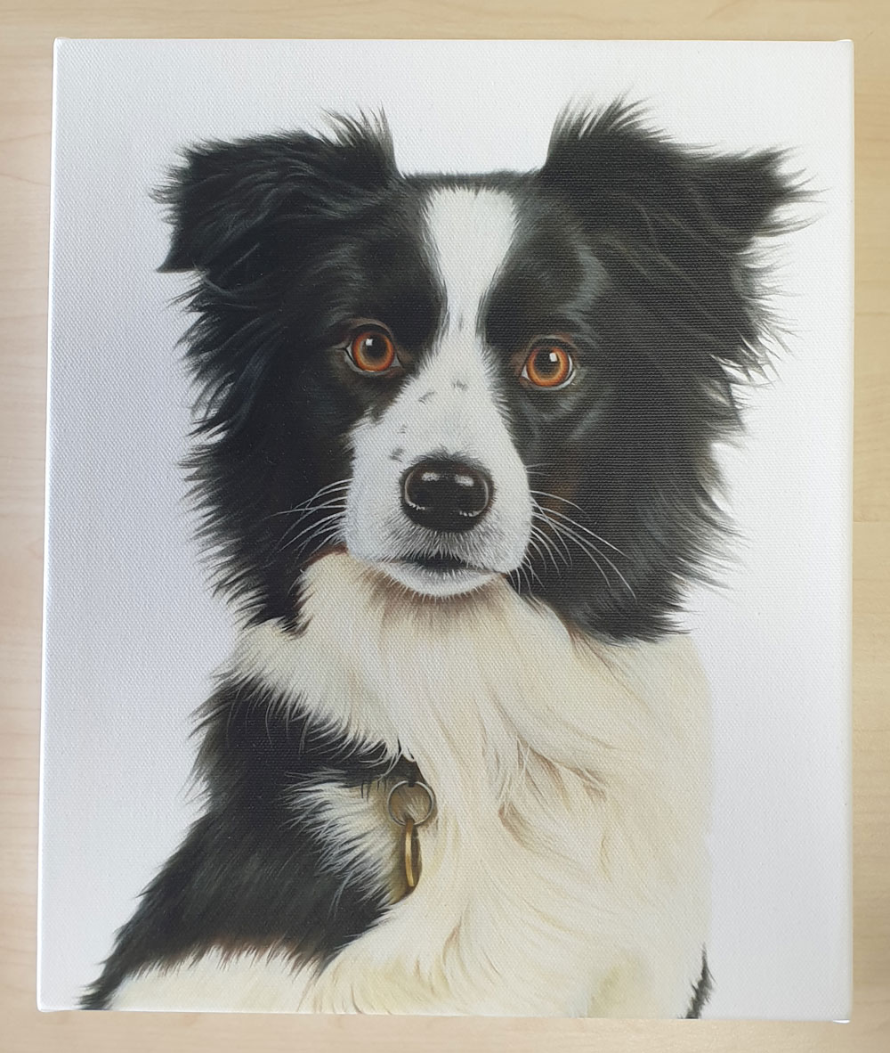Border Collie Canvas or Giclee Print